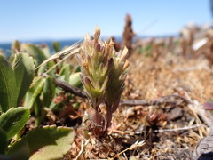 Castilleja victoriae
