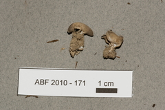 Dissingia leucomelaena