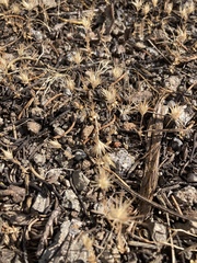 Leptosiphon ciliatus