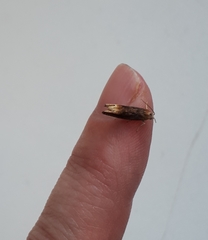 Eucosma flavispecula