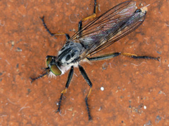 Neoitamus cyanurus