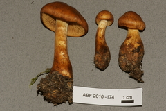 Aureonarius callisteus