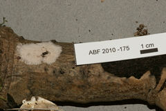 Etheirodon fimbriatum