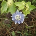 Stinking Passionflower - Photo (c) bq5naturalist, some rights reserved (CC BY-NC)