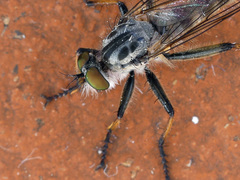 Neoitamus cyanurus