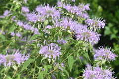 Bombus griseocollis