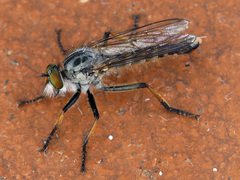 Neoitamus cyanurus