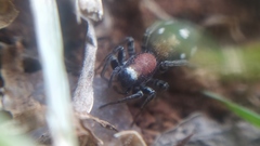 Coenoptychus pulcher