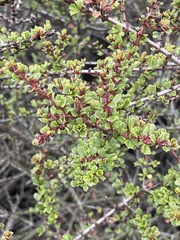 Ceanothus rigidus