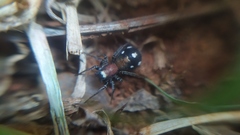 Coenoptychus pulcher