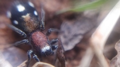 Coenoptychus pulcher