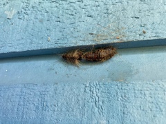 Lymantria dispar dispar