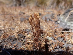 Castilleja victoriae