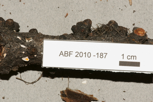 Lachnellula suecica, 2010-09-04
