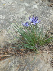 Phyteuma hedraianthifolium