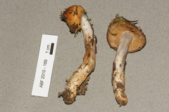 Cortinarius seidliae