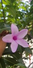 Cryptostegia