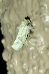 Acrolophus laticapitana