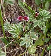 Potentilla purpurea
