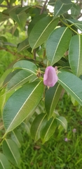 Cryptostegia