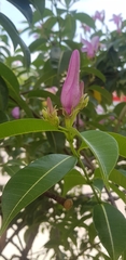 Cryptostegia