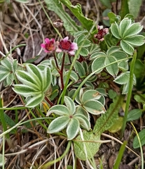 Potentilla purpurea