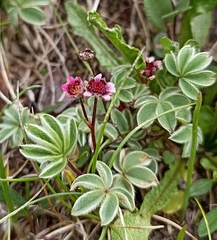 Potentilla purpurea