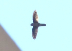 Collocalia affinis