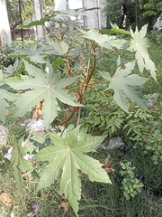 Ricinus communis