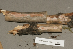 Ceriporia purpurea
