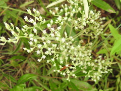 Eupatorium rotundifolium