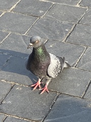 Columba livia domestica