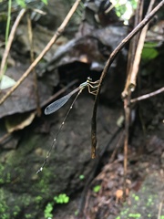 Protosticta gravelyi