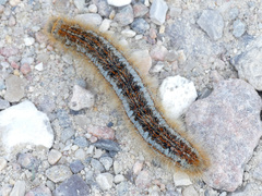 Malacosoma castrense