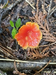 Hygrocybe