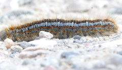 Malacosoma castrense