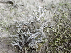 Schistidium rivulare