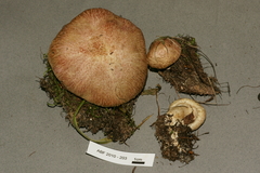 Suillus ochraceoroseus