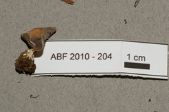 Dissingia leucomelaena