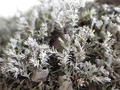 Schistidium rivulare