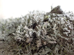 Schistidium rivulare