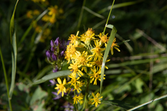 Solidago