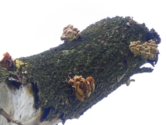 Pleurotus citrinopileatus
