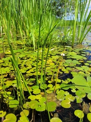 Sagittaria rigida