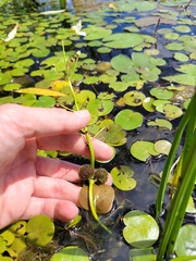 Sagittaria rigida