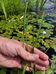 Sagittaria rigida