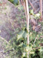 Quercus palmeri