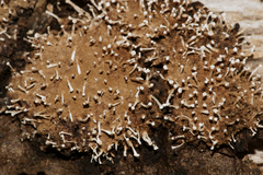 Hoehnelomyces