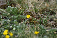 Potentilla candicans