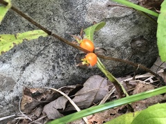Triosteum angustifolium